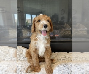 Medium Goldendoodle (Miniature)