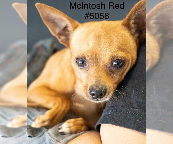 Medium Photo #2 Chipin Puppy For Sale in Studio City, CA, USA