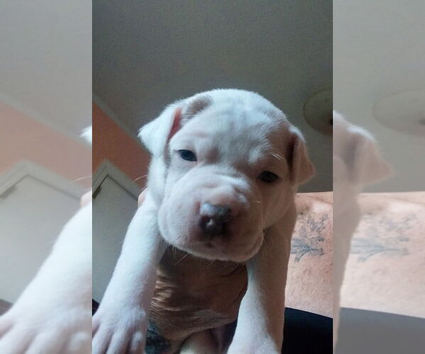 Medium Photo #3 Boxer-Unknown Mix Puppy For Sale in Mooresville, NC, USA