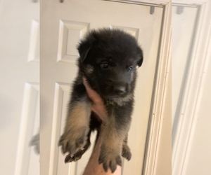 German Shepherd Dog Puppy for sale in COXS CREEK, KY, USA