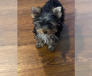 Yorkshire Terrier Puppy for sale in HYGIENE, CO, USA