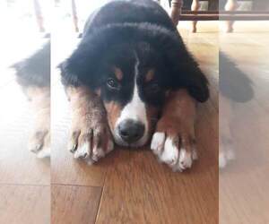 Bernese Mountain Dog Dogs for adoption in ALBRIGHTSVILLE, PA, USA