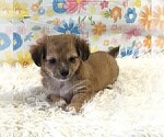 Small #7 Chihuahua