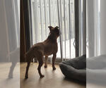 Small #7 Boxer-Staffordshire Bull Terrier Mix