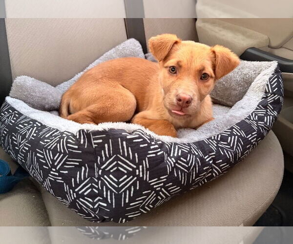 Medium Photo #2 Shepradors Puppy For Sale in Chester, VA, USA