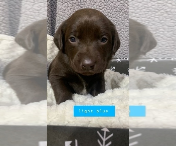 Medium Photo #11 Labrador Retriever Puppy For Sale in ATHENS, WI, USA