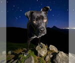 Small #7 Mastiff
