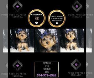 Morkie Puppy for sale in WARSAW, IN, USA