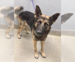 German Shepherd Dog-Unknown Mix Dogs for adoption in Las Vegas, NV, USA