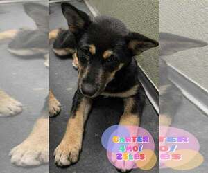 Siberian Husky-Unknown Mix Dogs for adoption in Woodbury, NY, USA