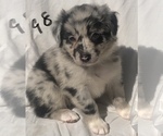 Small Photo #35 Australian Shepherd Puppy For Sale in SUNNYVALE, CA, USA