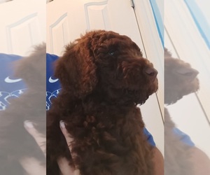 Double Doodle Puppy for sale in JEFFERSONTOWN, KY, USA