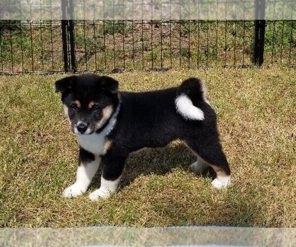 Medium Photo #1 Shiba Inu Puppy For Sale in HUNTINGTON, IN, USA