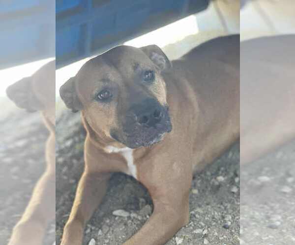 Medium Photo #7 American Pit Bull Terrier Puppy For Sale in Evansville, IN, USA
