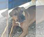 Small #6 American Pit Bull Terrier