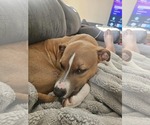 Small #6 American Pit Bull Terrier Mix