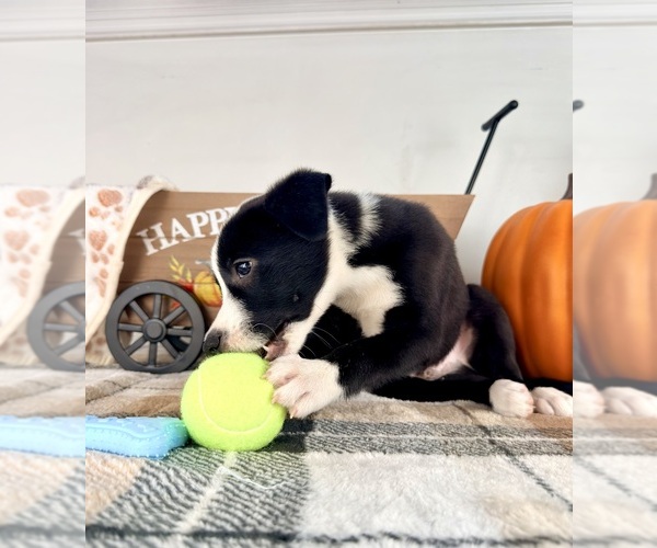 Medium Photo #5 Border Collie Puppy For Sale in GREENFIELD, IN, USA