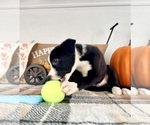 Small #4 Border Collie