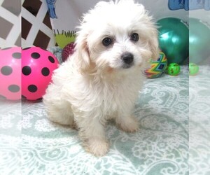 Maltipoo Puppy for sale in RATTAN, OK, USA