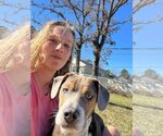 Small #1 Mountain Cur Mix