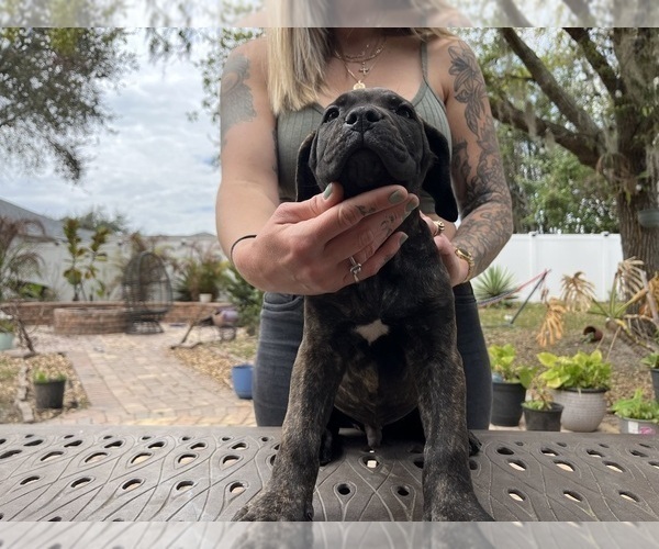 Medium Photo #21 Cane Corso Puppy For Sale in LAND O LAKES, FL, USA
