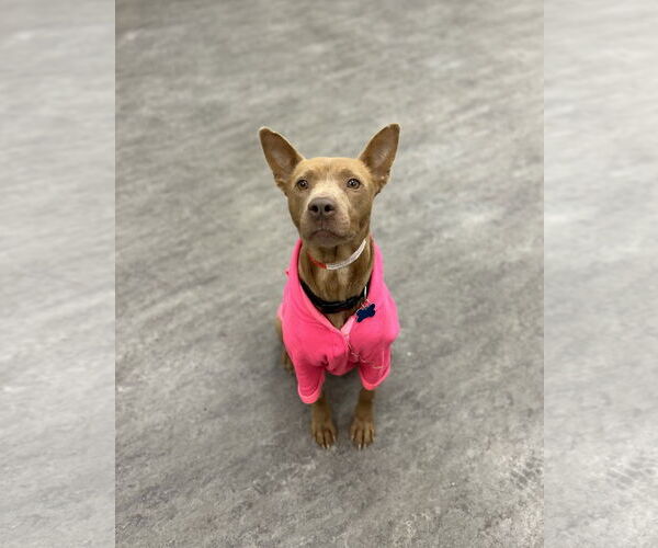 Medium Photo #2 Mutt Puppy For Sale in Plainfield, IL, USA