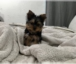 Small #28 Yorkshire Terrier