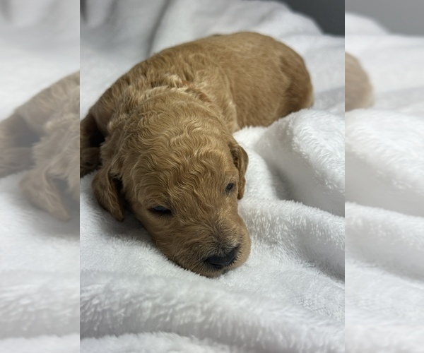 Medium Photo #15 Goldendoodle Puppy For Sale in LAKELAND, FL, USA