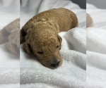 Puppy Puppy 6 Betty Goldendoodle