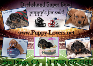 Dachshund Puppy for sale in CARLSBAD, CA, USA