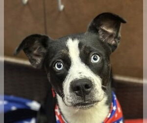 Boxer-Unknown Mix Dogs for adoption in Canton, CT, USA