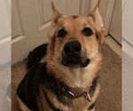 Small #4 German Shepherd Dog Mix