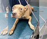 Small American Pit Bull Terrier