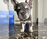 Small #8 French Bulldog