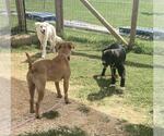 Small #4 Great Pyrenees Mix