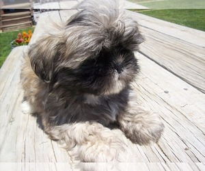 Shih Tzu Puppy for sale in S ZANESVILLE, OH, USA
