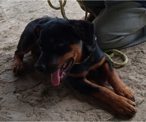 Rottweiler Dogs for adoption in HACKETT, AR, USA
