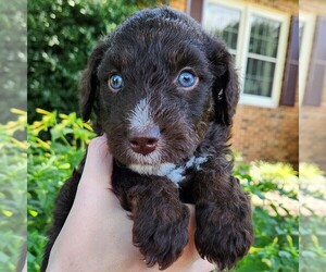 F2 Aussiedoodle Puppy for sale in COLUMBIA, TN, USA