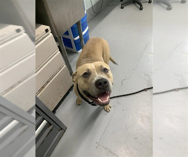 Medium Photo #1 American Pit Bull Terrier-Unknown Mix Puppy For Sale in Corpus Christi, TX, USA