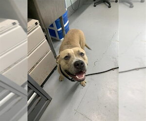 American Pit Bull Terrier-Unknown Mix Dogs for adoption in Corpus Christi, TX, USA