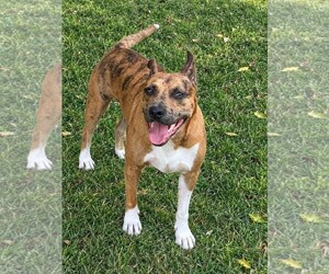 Jennings - Fall ready:) - Male Boxer-Staffordshire Bull Terrier Mix Dog for Adoption - Photo #2