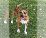 Small Photo #2 Boxer-Staffordshire Bull Terrier Mix Puppy For Sale in Southbury, CT, USA