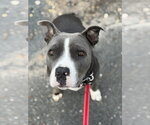 Small Photo #4 Mutt Puppy For Sale in Mount Laurel, NJ, USA