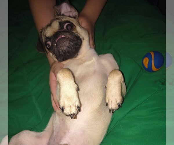 Medium Photo #7 Pug Puppy For Sale in Indianapolis, IN, USA