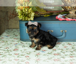 Small #1 Yorkshire Terrier