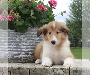 Collie Puppy for sale in FREDERICKSBURG, OH, USA