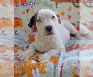 American Pit Bull Terrier-Unknown Mix Dogs for adoption in Wakefield, RI, USA