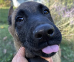 Small #1 Belgian Malinois