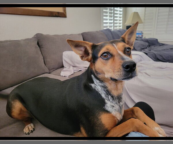 Medium Photo #1 Australian Shepherd-Unknown Mix Puppy For Sale in Chandler, AZ, USA