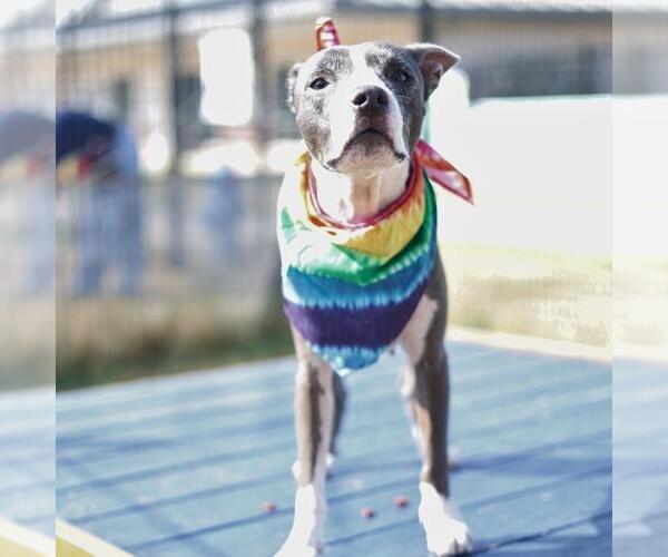 Medium Photo #2 American Staffordshire Terrier-Unknown Mix Puppy For Sale in San Antonio, TX, USA